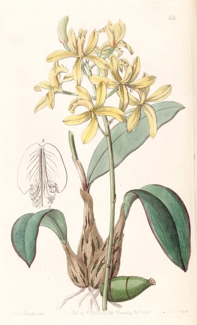 Sophronitis crispata by Miss Drake